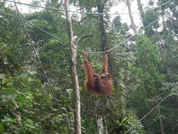 セメンゴ自然保護区にてオランウータンの生態観察1