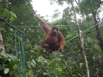 セメンゴ自然保護区にてオランウータンの生態観察2