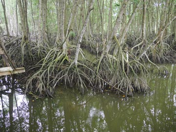 引き潮時のマングローブ林の様子2