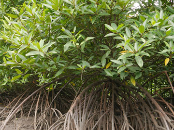 引き潮時のマングローブ林の様子3