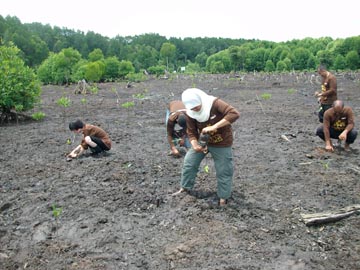クダ州ムルボック湿地保護林での植林の様子2