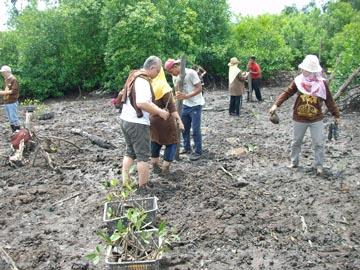 クダ州ムルボック湿地保護林での植林の様子3