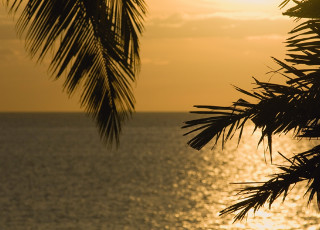 木下グループの植林活動報告