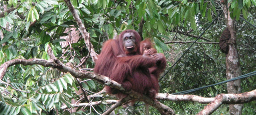 「木下の森」に込められた想い